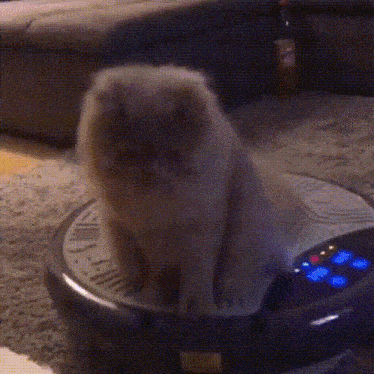 a cat is sitting on top of a robotic vacuum cleaner in a living room .