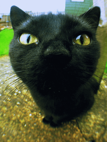a close up of a black cat looking at the camera