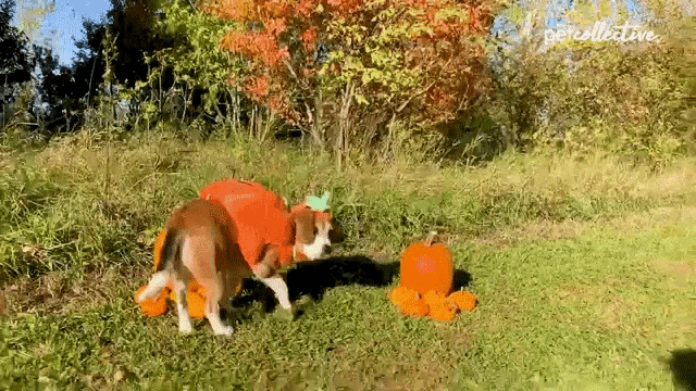 a dog wearing a pumpkin costume is standing next to two pumpkins in a field .