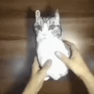 a person is holding a cat that looks like a rabbit .