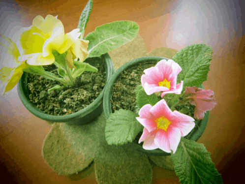 two potted plants with yellow and pink flowers