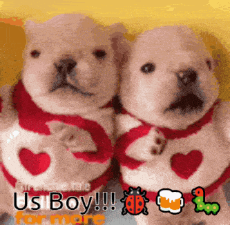two puppies wearing red sweaters with hearts on them and the words us boy on the bottom