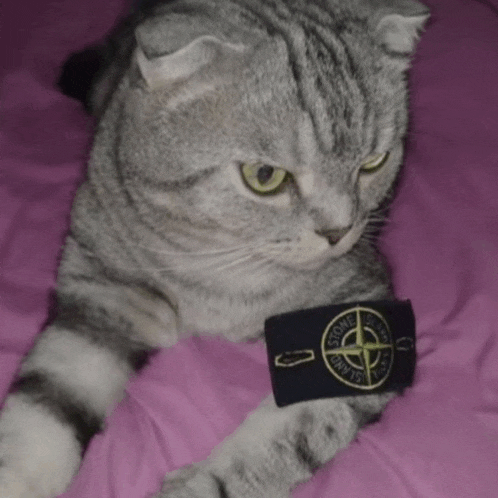 a cat is laying on a purple blanket with a stone island patch on its arm