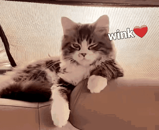 a cat is laying on a couch and the word wink is above it