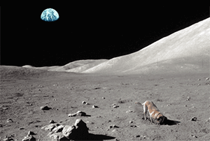 Dog Moon GIF - Dog Moon Space GIFs