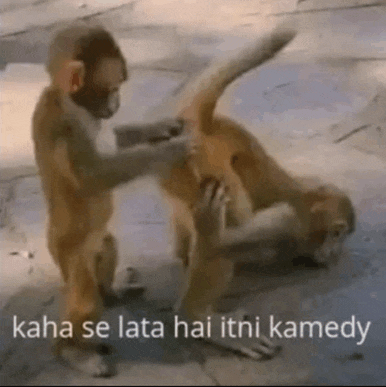 two monkeys are playing with each other on the ground and one of them is holding the other 's tail .