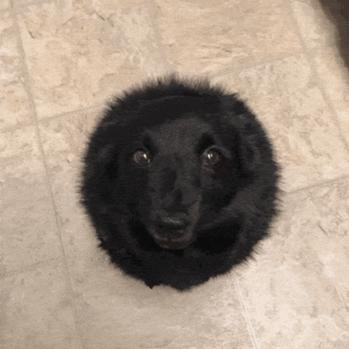 a black dog with a surprised look on its face