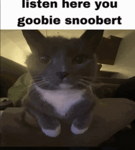 a picture of a cat with the caption listen here you goobie snoopbert