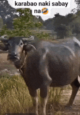 a water buffalo is standing in a field with a caption that says karabao naki sabay na