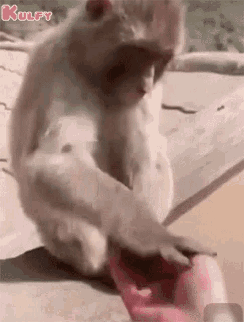 Get Out Go GIF - Get Out Go Monkey GIFs