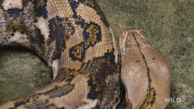 Hiding Face National Geographic GIF - Hiding Face National Geographic Feeding A Reticulated Python GIFs