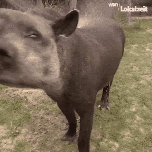 Tapir GIF - Tapir GIFs