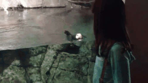 Wait For Me! GIF - Puffin Chase Girl GIFs