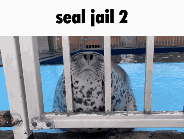 Seal Jail Seal GIF - Seal Jail Seal Aguhiyori GIFs
