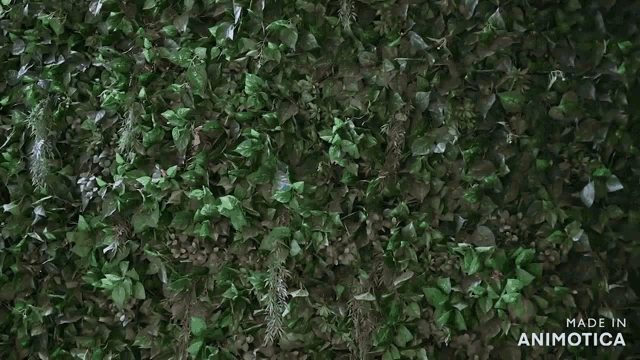 a woman is standing in front of a wall of green leaves made in animotica