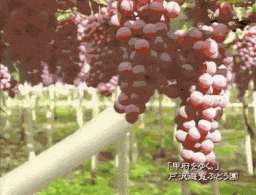 a bunch of grapes are hanging from a vine with chinese writing on it