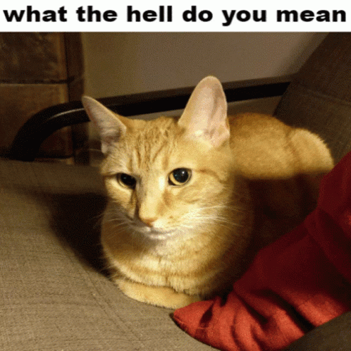 Cats Cat Memes GIF - Cats Cat Memes Kitty GIFs