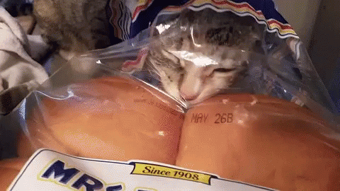 Cat Bread GIF - Cat Bread Licking GIFs