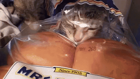 a cat is laying in a bag of mr. bread