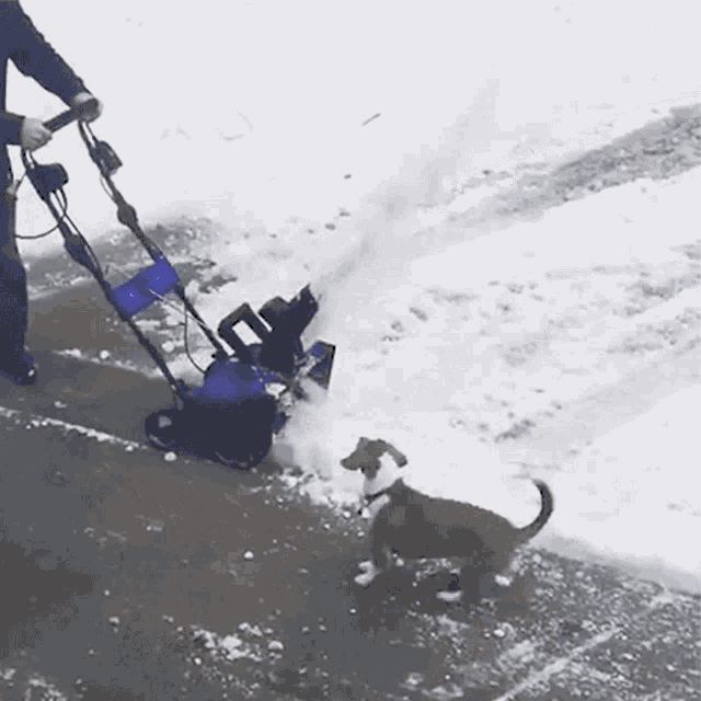 Snow Shot GIF - Snow Shot Dog GIFs