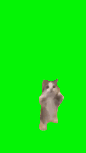 Cat Meme Happy Happy Cat GIF - Cat Meme Happy Happy Cat Green Screen GIFs