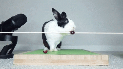 Bunny Yeet GIF - Bunny Yeet Fall GIFs