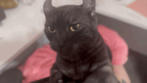 Meevin Cat GIF - Meevin Cat Explosion GIFs