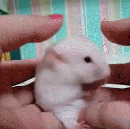 Hamster GIF - Hamster Surprised Cute GIFs