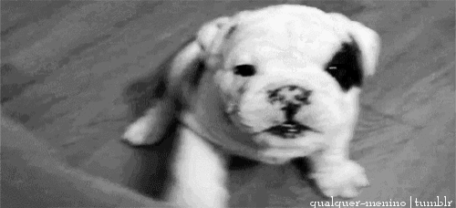 a black and white photo of a bulldog puppy with the words qualquer-menino tumblr at the bottom
