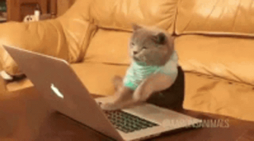 Cat Busy GIF - Cat Busy Workhard GIFs