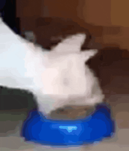 a white cat is eating from a blue bowl on the floor