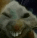 a close up of a hamster 's face with its eyes closed and a smile on its face .