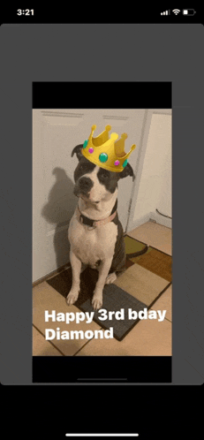 a picture of a dog wearing a crown with the words happy 3rd bday diamond below it