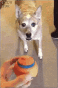 a dog is looking at a ball that is being held by a person
