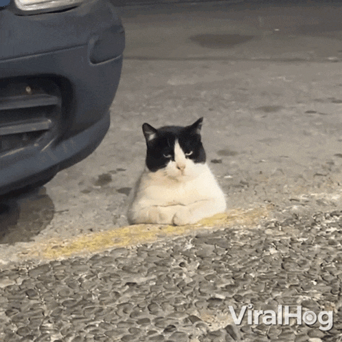 What Are You Looking At Viralhog GIF - What Are You Looking At Viralhog Staring GIFs
