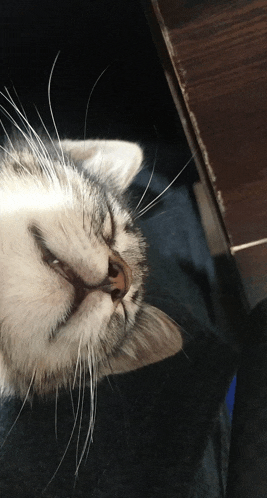 a close up of a cat 's face looking up