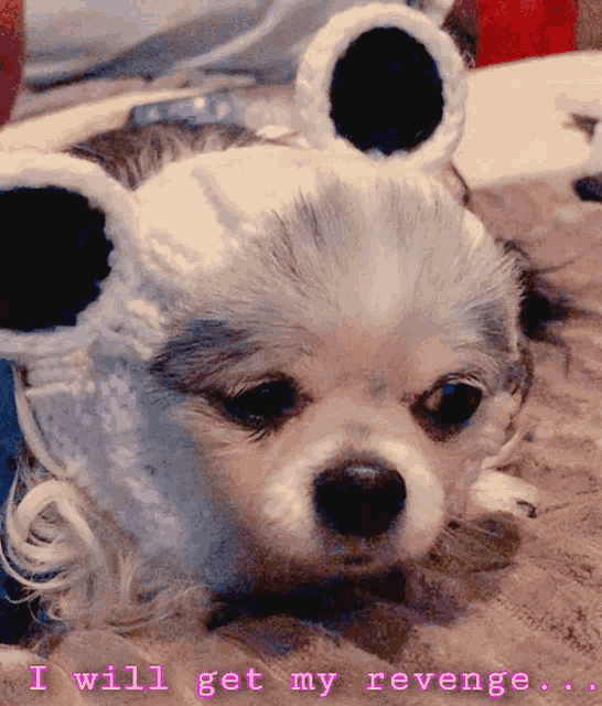 Cute Dog Cute Puppy GIF - Cute Dog Cute Puppy Puppy Wearing Costume GIFs