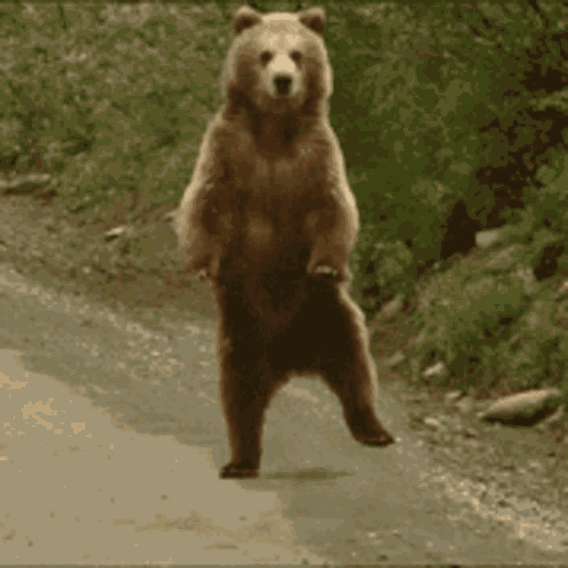 Bear Dance GIF