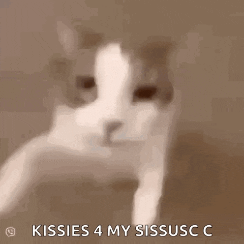 a close up of a cat 's face with the words `` kissies 4 my sissusc c '' written on it .