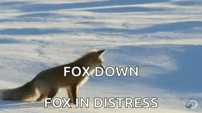 a fox is walking through the snow with the words `` fox down fox in distress '' .