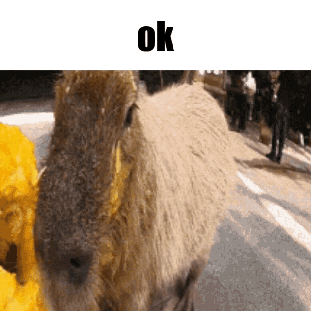 a close up of a capybara with the word ok on the bottom