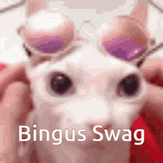 a close up of a cat with the words bingus swag written below it