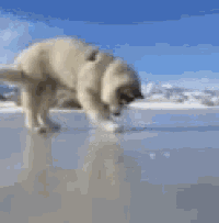 a polar bear is standing on a frozen lake looking for food .
