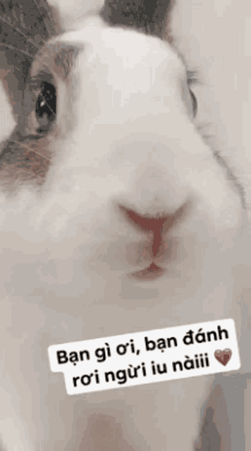 a close up of a rabbit with the words ban gi oi ban danh ro i ngui iu naili