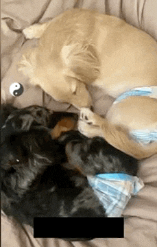 two dogs are laying next to each other on a bed and one of them is wearing a diaper .