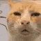 a close up of an orange and white cat 's face .