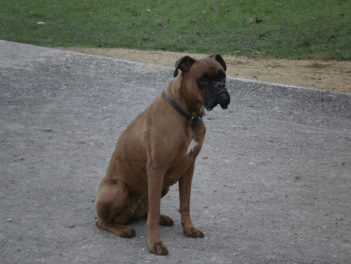 a brown boxer dog with a black collar sits on the sidewalk