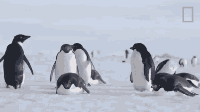 Group Of Penguins National Geographic GIF - Group Of Penguins National Geographic Penguins GIFs
