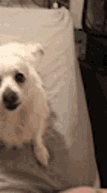 a small white dog is laying on a person 's lap .