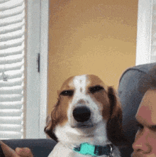 a brown and white dog is sitting next to a man on a couch and looking at the camera .